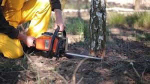 Reliable Palm Harbor, FL  Tree Services Solutions