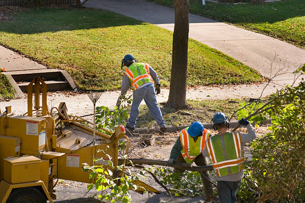 Best Lawn Edging Services  in Palm Harbor, FL