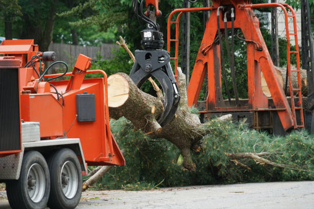 Why Choose Our Tree Removal Services in Palm Harbor, FL?